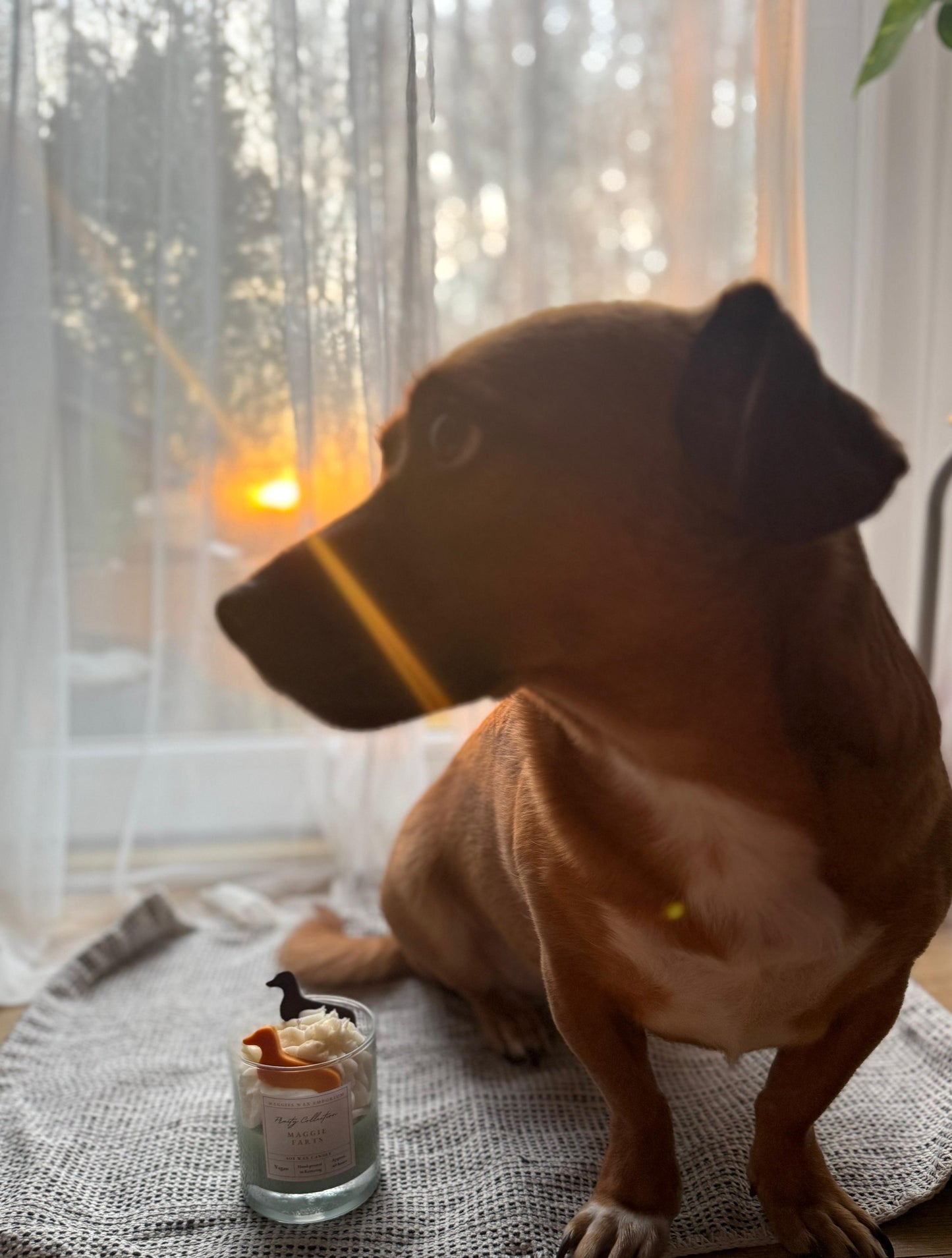 Maggie Farts - Whipped Soy Dachshund Dog Glass Candle