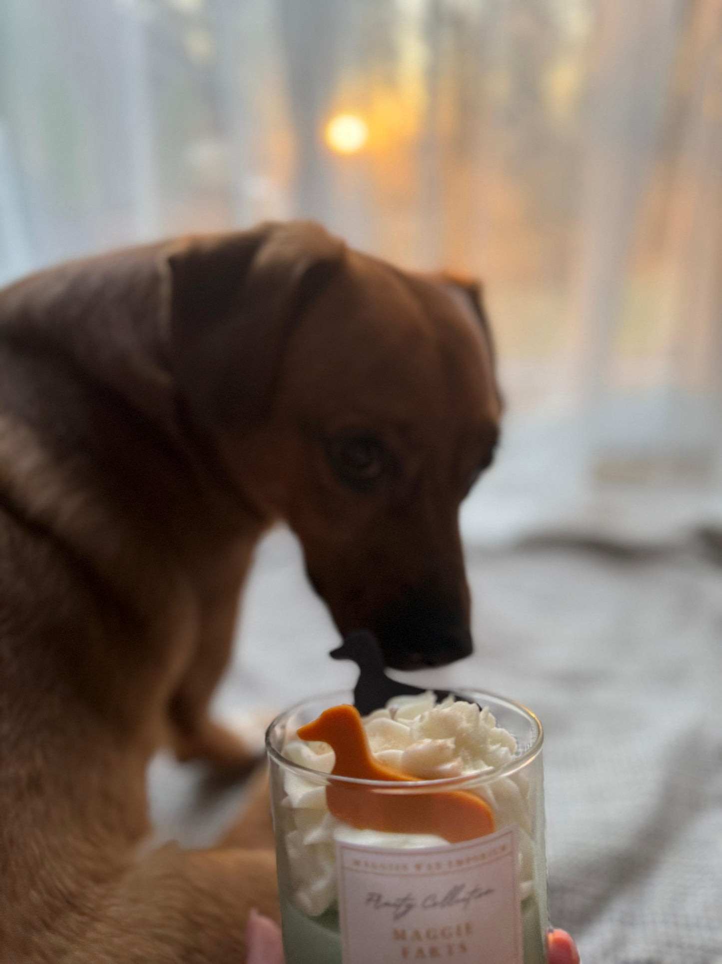Maggie Farts - Whipped Soy Dachshund Dog Glass Candle